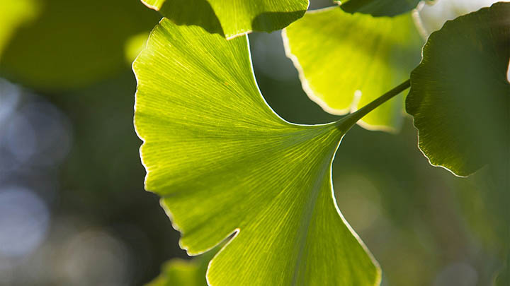ToDesk下载正确路径在哪里？防火墙设置+软件兼容性双重保障 二