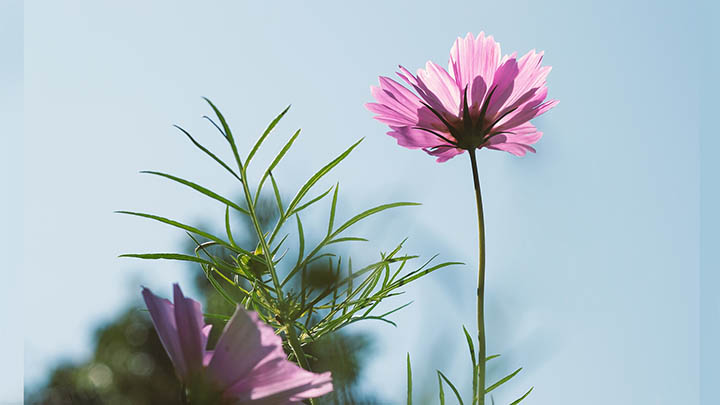 ToDesk下载macOS完整指南：快速实现远程控制诀窍 二