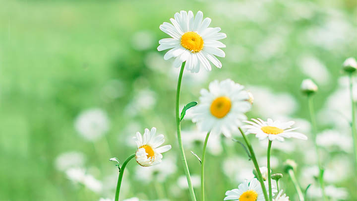 电脑ToDesk无法下载?官网安装指南快速解决 二