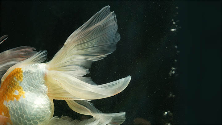 ToDesk下载老版本问题不断?一键解决兼容性/安装失败/更新提示困扰! 二