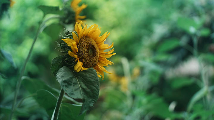 ToDesk下载在哪里找?详细教程+官方正版地址推荐 二