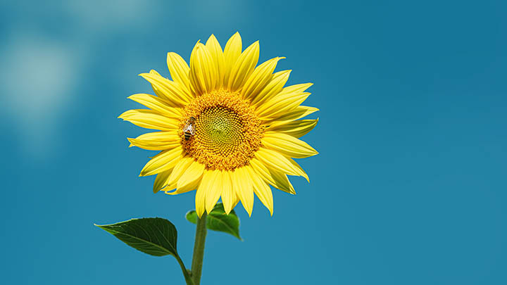 电脑端ToDesk下载安装全流程详解 二