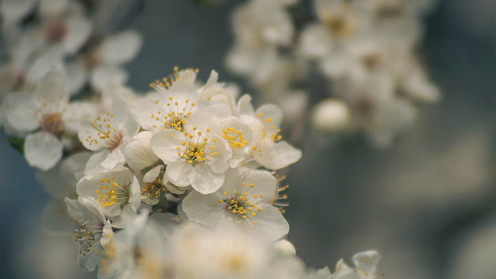 ToDesk怎么下载远程软件？Mac版本完全指南 二