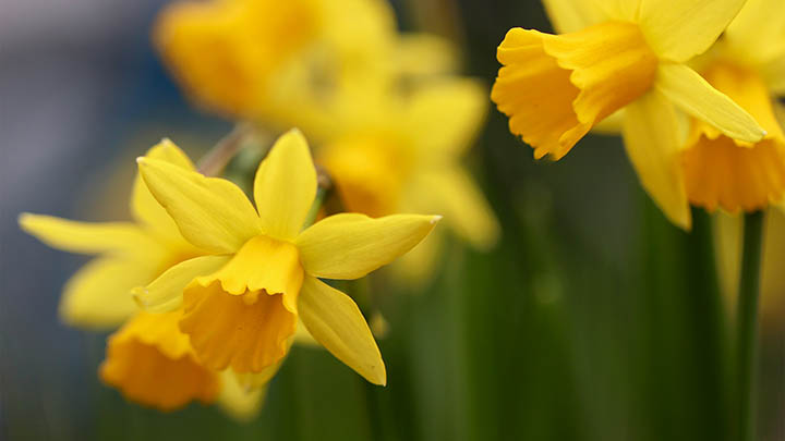 ToDesk下载官网3.32：轻松掌握全新安装教程 二